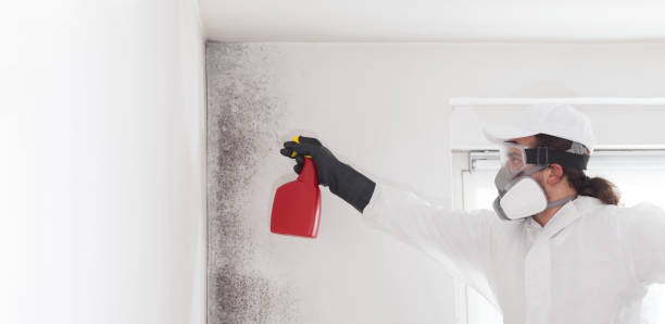 Best Basement Mold Remediation in Salamatof, AK